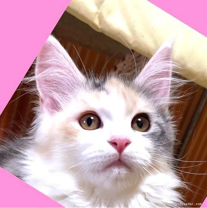 ID：2303-00203の子猫