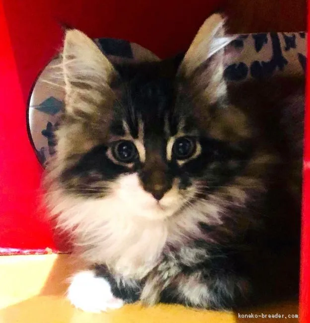 ID：1902-01065の子猫