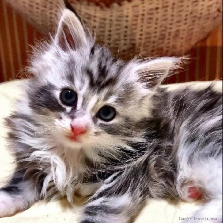 ID：2211-01844の子猫