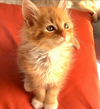 メインクーン【島根県・女の子・2020年3月16日・レッドタビー&ホワイト（長毛種）】の写真「NEW動画💕添い寝子手袋ちゃん😻💕カード可」