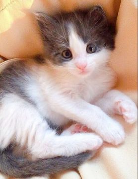 メインクーン【島根県・男の子・2020年10月1日・ブルータビー&ホワイト（長毛種）】の写真「綺麗なハチワレ😻動画UP💕PayPayカード可」