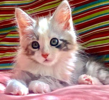 メインクーン【島根県・女の子・2019年7月3日・ブルーシルバーパッチドタビー&ホワイト（長毛種）】の写真「動画UP❤️白雪姫のような愛らしい子💖カード可能」