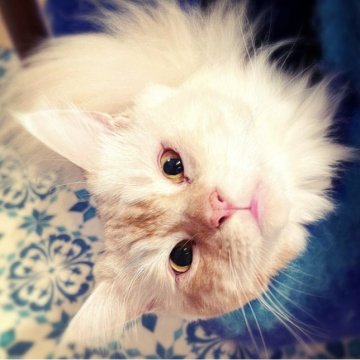 メインクーン【島根県・男の子・2022年1月19日・カメオタビー&ホワイト（長毛種）】の写真「存在感アリアリ✨ガチむち❤️もふもふ😻PayPay」