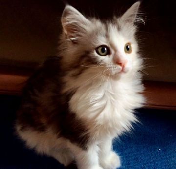 メインクーン【島根県・女の子・2020年2月6日・シルバーパッチドタビー&ホワイト（長毛種）】の写真「人懐こい😻添い寝子💕PayPayカード可」