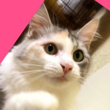 メインクーン【島根県・女の子・2021年11月17日・シルバーパッチドタビー&ホワイト（長毛種）】の写真「おしとやか❤️可愛いお茶目な女の子💕PayPay」