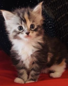 メインクーン【島根県・女の子・2021年11月17日・ブラウンパッチドタビー&ホワイト（長毛種）】の写真「❤️元気で可愛い女の子💕ミトン😻PayPay」