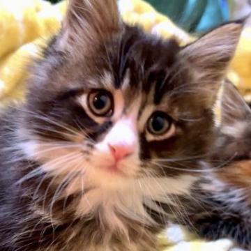 メインクーン【島根県・男の子・2022年10月29日・ブラウンタビー&ホワイト（長毛種）】の写真「New動画UP😻うるうる大きなお目目💕PayPay」