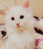 メインクーン【島根県・女の子・2017年3月24日・カメオタビー】の写真1