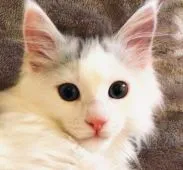 メインクーン【島根県・男の子・2018年10月9日・ブルーシルバー&ホワイト】の写真1「12日21日撮影」