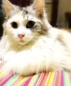 メインクーン【島根県・女の子・2021年11月17日・シルバーパッチドタビー&ホワイト】の写真1「3月3日撮影」