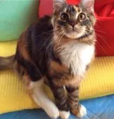 メインクーン【島根県・女の子・2019年7月1日・ブラウンパッチドタビー&ホワイト】の写真2「1月13日撮影」