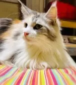 メインクーン【島根県・女の子・2021年11月17日・シルバーパッチドタビー&ホワイト】の写真3「3月3日撮影」