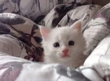 メインクーン【島根県・女の子・2017年3月24日・カメオタビー】の写真3