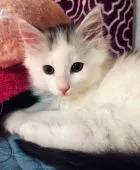 メインクーン【島根県・男の子・2018年10月9日・ブルーシルバー&ホワイト】の写真3「12月12月20日撮影」