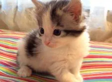 メインクーン【島根県・男の子・2019年7月1日・シルバータビー&ホワイト】の写真4