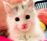 メインクーン【島根県・男の子・2018年10月9日・ブルーシルバー&ホワイト】の写真4「12月8日撮影」