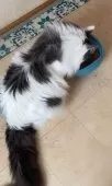 メインクーン【島根県・男の子・2019年7月1日・ブルー&ホワイト】の写真4