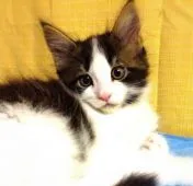 メインクーン【島根県・男の子・2018年4月12日・ブラウンドタビー&ホワイト】の写真4「6月1日撮影」