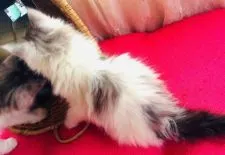 メインクーン【島根県・男の子・2018年10月9日・ブルーシルバー&ホワイト】の写真5「12月8日撮影」