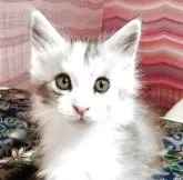 メインクーン【島根県・女の子・2025年7月10日・シルバータビー&ホワイト】の写真10