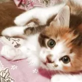 メインクーン【島根県・女の子・2025年7月10日・ブラウンパッチドタビー&ホワイト】の写真12