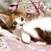 メインクーン【島根県・女の子・2025年7月10日・ブラウンパッチドタビー&ホワイト】の写真13