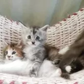 メインクーン【島根県・女の子・2025年7月10日・ブルースモーク】の写真14