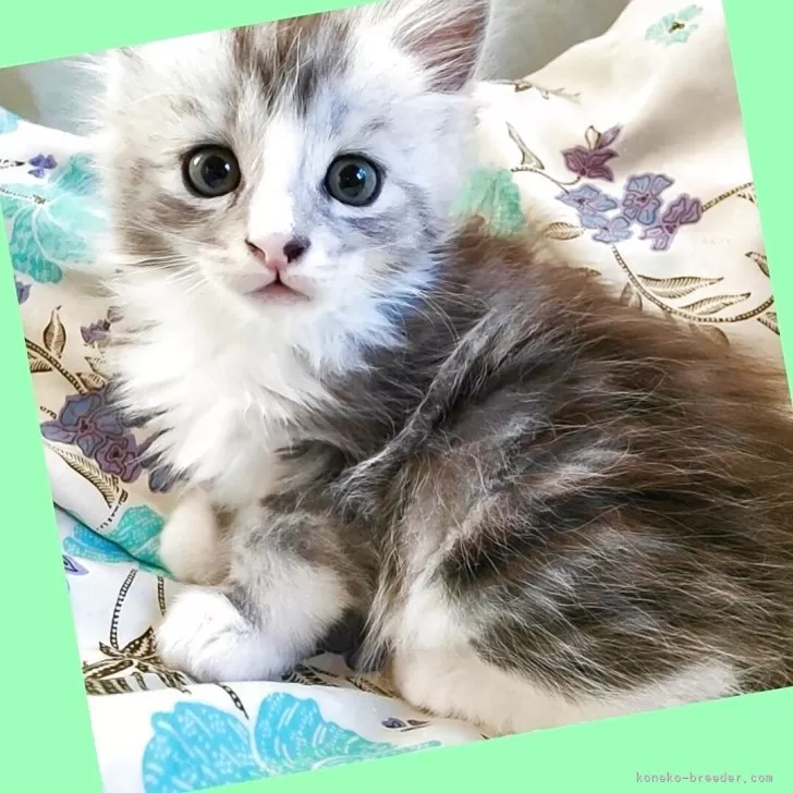 ID：2508-02872の子猫