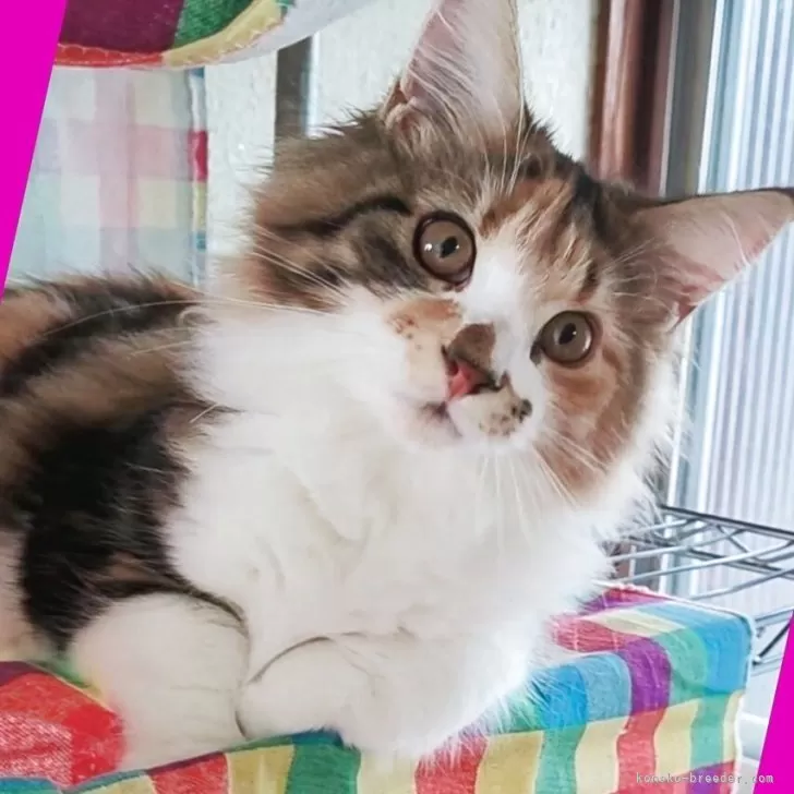 メインクーン【島根県・女の子・2025年7月10日・ブラウンパッチドタビー&amp;ホワイト】の写真1