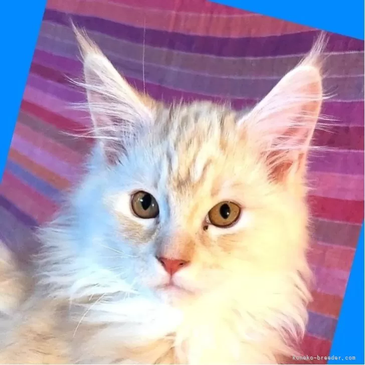 ID:2411-00028の子猫