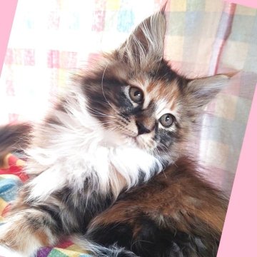 メインクーン【島根県・女の子・2025年9月23日・ブラウンパッチドタビー&ホワイト（長毛種）】の写真「ソックス履いたブラウンパッチの女の子🩷」