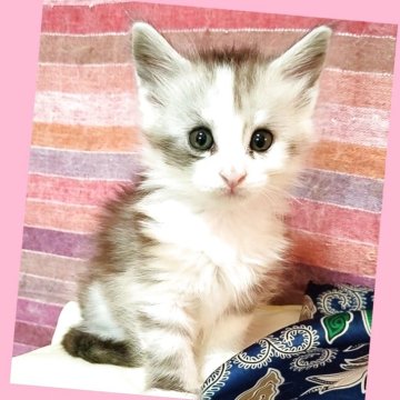 メインクーン【島根県・女の子・2025年7月10日・シルバータビー&ホワイト（長毛種）】の写真「動画🆙姫さま系💕おっとりなお嬢さま💕」