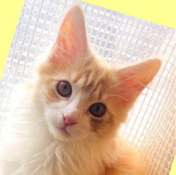 メインクーン【島根県・男の子・2024年9月15日・レッドタビー&ホワイト（長毛種）】の写真「甘えん坊な男の子🧚‍♀️優しいお布団猫💕」