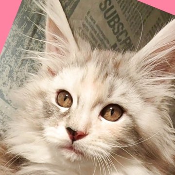 メインクーン【島根県・女の子・2025年9月23日・ブルーシルバーパッチドタビー&ホワイト（長毛種）】の写真「パステルトーンの女の子🩷ふわふわ優しい色あい」