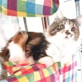 メインクーン【島根県・女の子・2025年7月10日・ブラウンパッチドタビー&ホワイト】の写真2