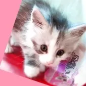 メインクーン【島根県・女の子・2025年7月10日・シルバータビー&ホワイト】の写真3