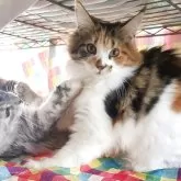 メインクーン【島根県・女の子・2025年7月10日・ブラウンパッチドタビー&ホワイト】の写真4