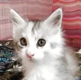 メインクーン【島根県・女の子・2025年7月10日・シルバータビー&ホワイト】の写真4