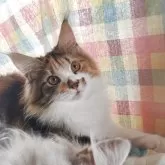 メインクーン【島根県・女の子・2025年7月10日・ブラウンパッチドタビー&ホワイト】の写真5