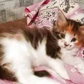 メインクーン【島根県・女の子・2025年7月10日・ブラウンパッチドタビー&ホワイト】の写真6