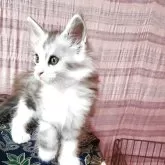 メインクーン【島根県・女の子・2025年7月10日・シルバータビー&ホワイト】の写真5