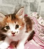 メインクーン【島根県・女の子・2025年7月10日・ブラウンパッチドタビー&ホワイト】の写真7