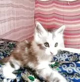 メインクーン【島根県・女の子・2025年7月10日・シルバータビー&ホワイト】の写真8