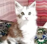 メインクーン【島根県・女の子・2025年7月10日・シルバータビー&ホワイト】の写真9