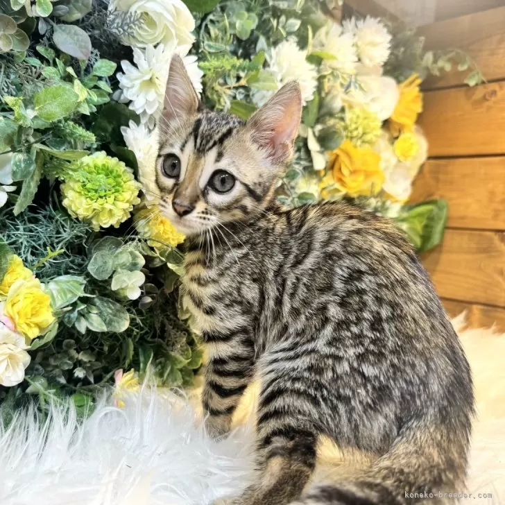 ダイチャン 様のお迎えした子猫