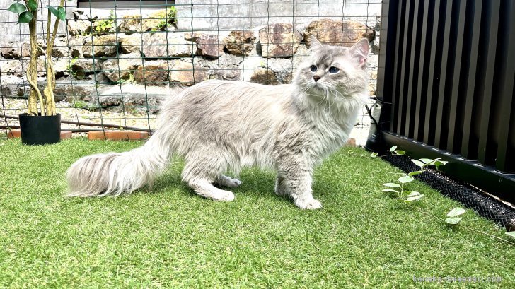 サイベリアン【・男の子・2021年1月15日・ネヴァマスカレード・リンクスポイント】