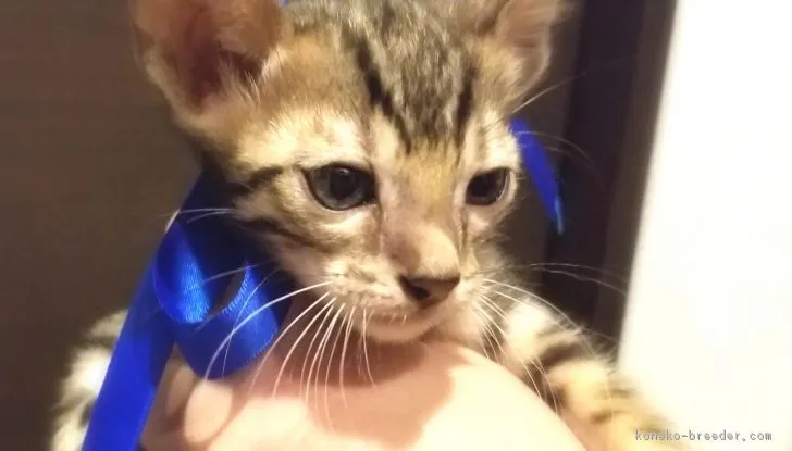 ID：1810-01428の子猫