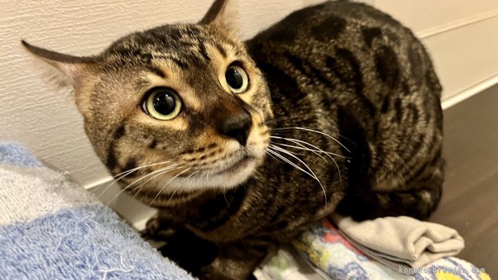 ベンガル【・男の子・2020年3月7日・ブラウン・チャコールスポテッドタビー】