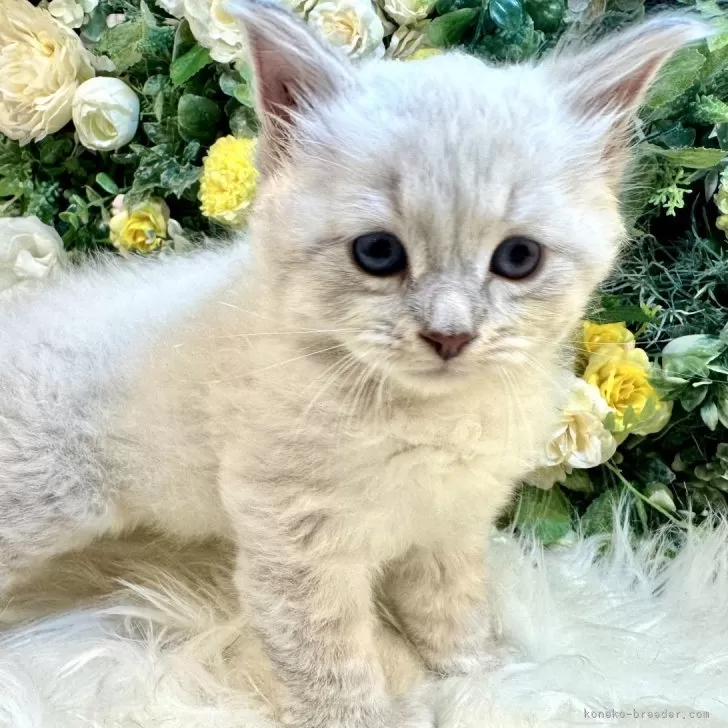 ID：2410-00842の子猫