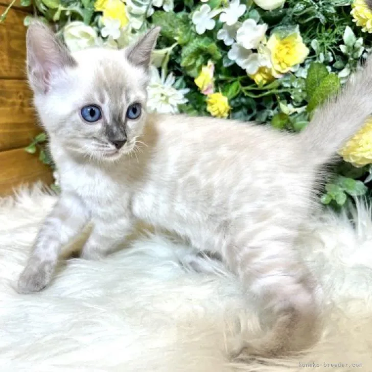 ID：2211-02430の子猫